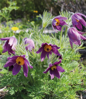 Pulsatilla vulgaris 'Pulsar Violet Shades'
